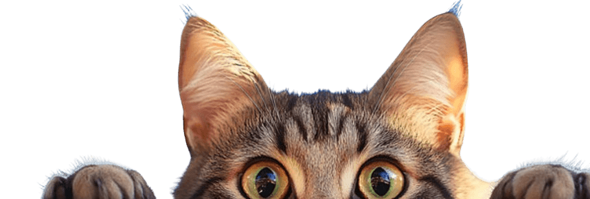 Gato